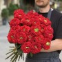 Півонієвидна троянда Red Monster