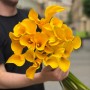 Gold Medal Calla Lily