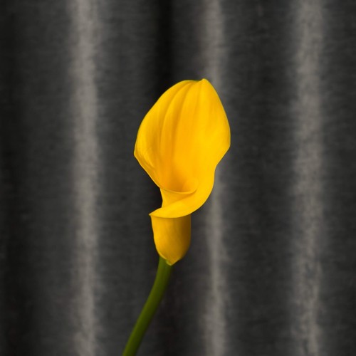 Gold Medal Calla Lily