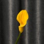 Gold Medal Calla Lily