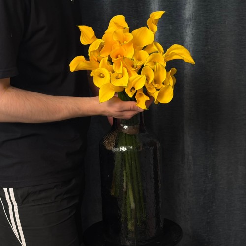 Gold Medal Calla Lily