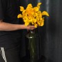 Gold Medal Calla Lily