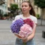 Пухнасті сезонні гортензії у букеті «Солодкі капкейки»