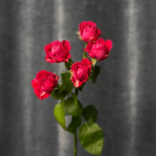 Marvelous Bubbles Spray Peony Rose