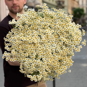Танацетум Single Vegmo