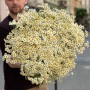 Single Vegmo Tanacetum