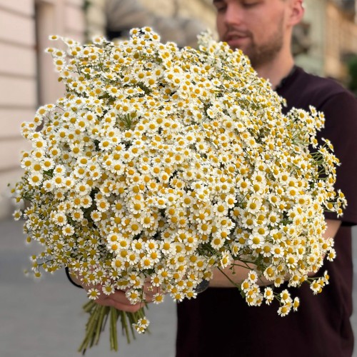 Single Vegmo Tanacetum