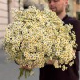 Single Vegmo Tanacetum