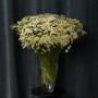 Single Vegmo Tanacetum
