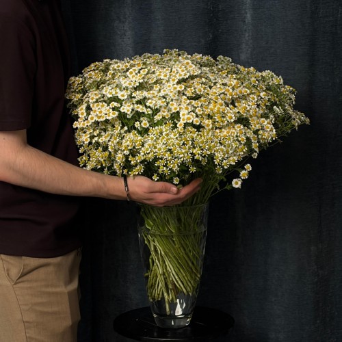 Single Vegmo Tanacetum