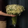 Single Vegmo Tanacetum