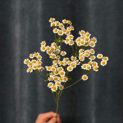 Single Vegmo Tanacetum