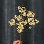 Single Vegmo Tanacetum