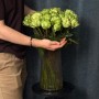 Троянда півонієвидна Veggie