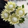 Arctic Ice Protea