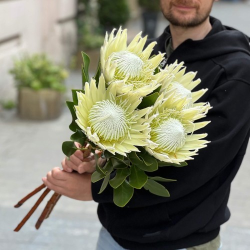 Arctic Ice Protea