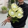 Arctic Ice Protea