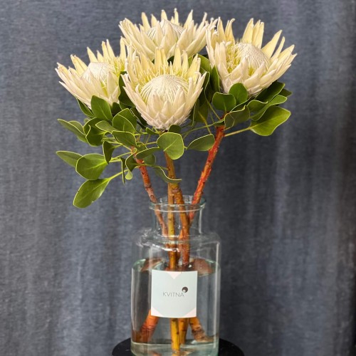 Arctic Ice Protea