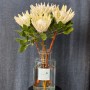 Arctic Ice Protea