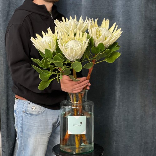 Arctic Ice Protea
