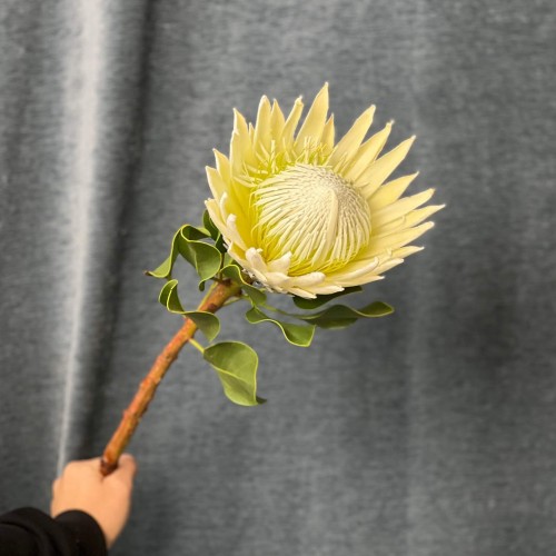Arctic Ice Protea