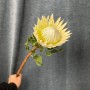 Arctic Ice Protea