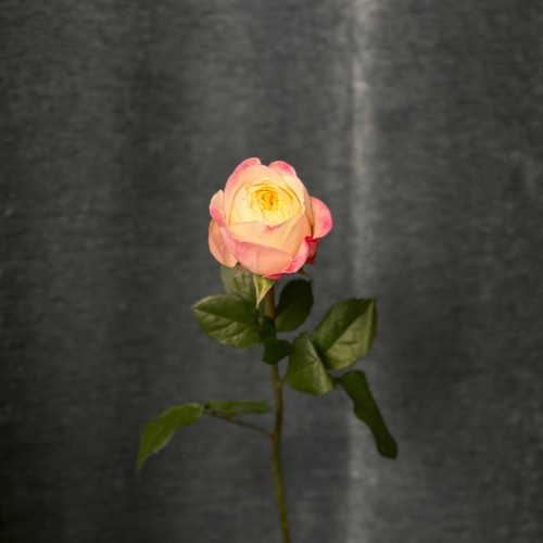 Fatima Gardens Peony Rose