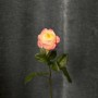 Fatima Gardens Peony Rose