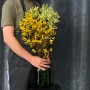 Екзотичний анігозантус