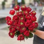 Півонієвидна троянда Red Monster