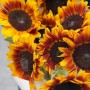 11 соняшників сорту Solano Flame у букеті «Багряне сонечко»