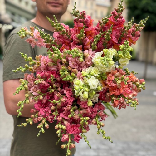 Assorted Antirrhinum