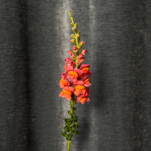 Assorted Antirrhinum