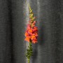 Assorted Antirrhinum
