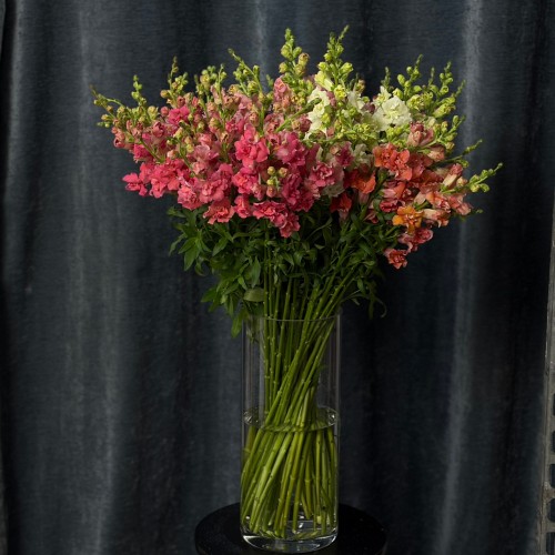 Assorted Antirrhinum