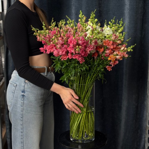 Assorted Antirrhinum