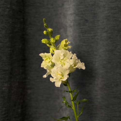 Assorted Antirrhinum