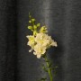 Assorted Antirrhinum