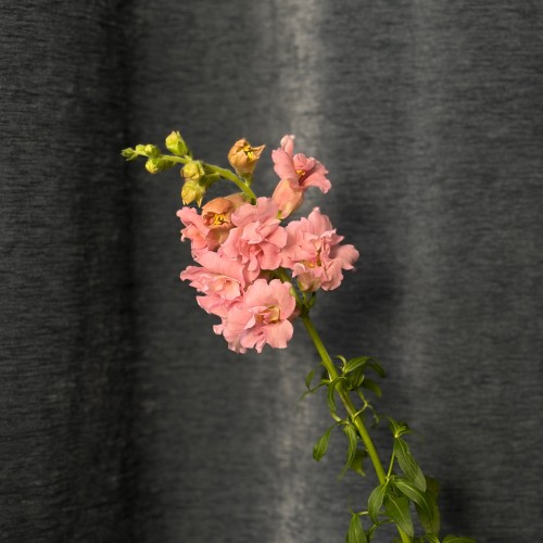 Assorted Antirrhinum