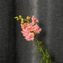 Assorted Antirrhinum