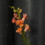 Assorted Antirrhinum