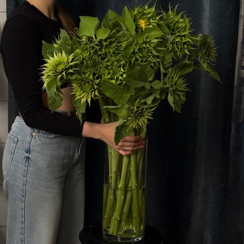Подсолнух SunFill Green