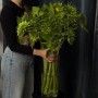 Подсолнух SunFill Green