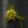 Подсолнух SunFill Green