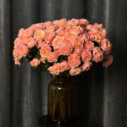 Juliet Spray Peony Rose
