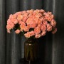 Juliet Spray Peony Rose