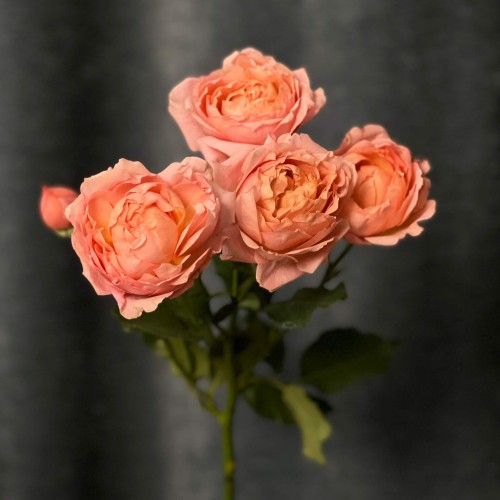 Juliet Spray Peony Rose