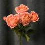 Juliet Spray Peony Rose