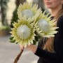 Arctic Ice King Protea