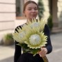 Arctic Ice King Protea